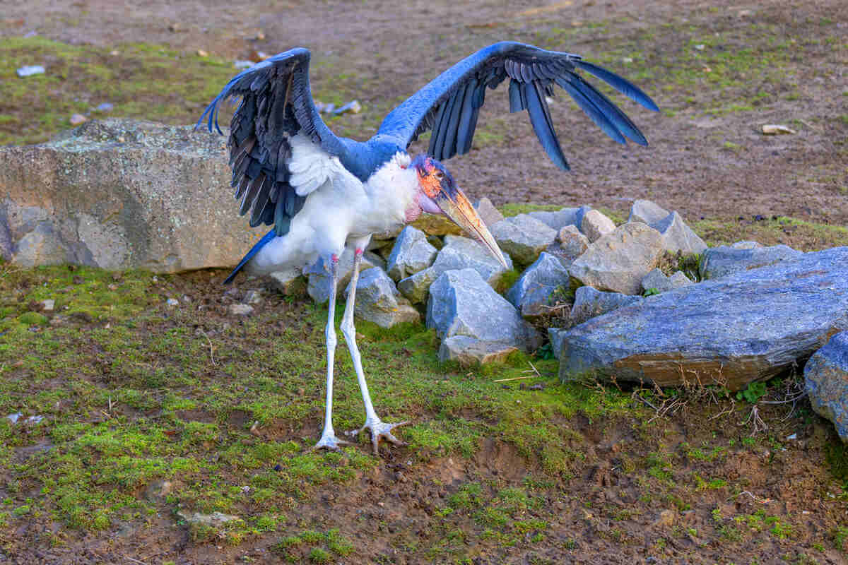 Marabú africano desplegando las alas en plena naturaleza.