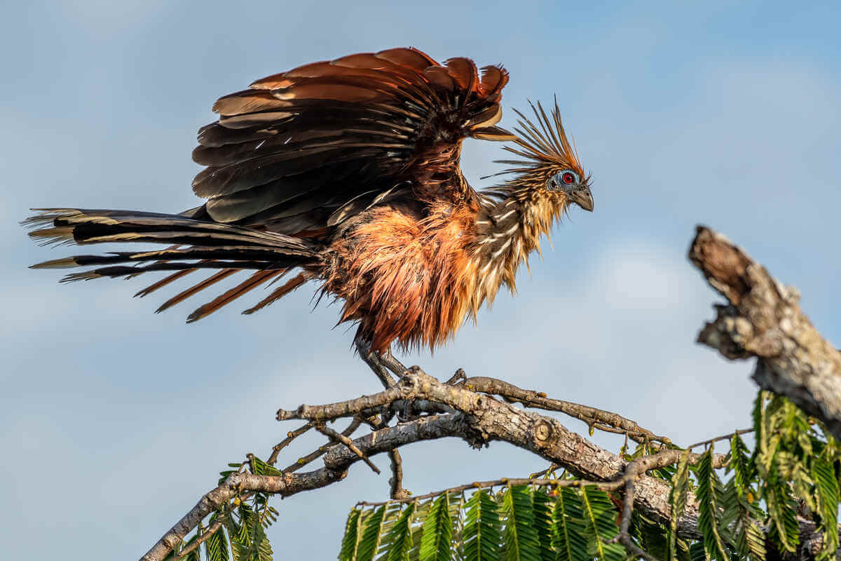 Especie Hoatzin desplegando las alas en una copa de un árbol. 