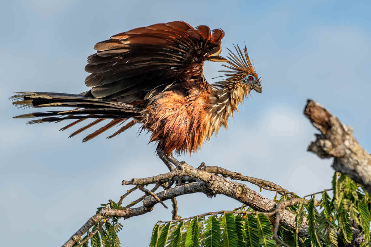 Especie Hoatzin desplegando las alas en una copa de un árbol.