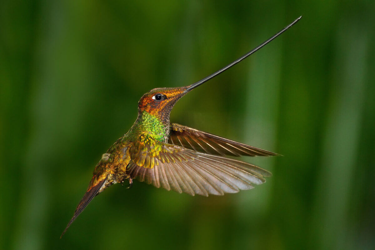 Colibrí pico de espada en pleno vuelo con fondo verde. 