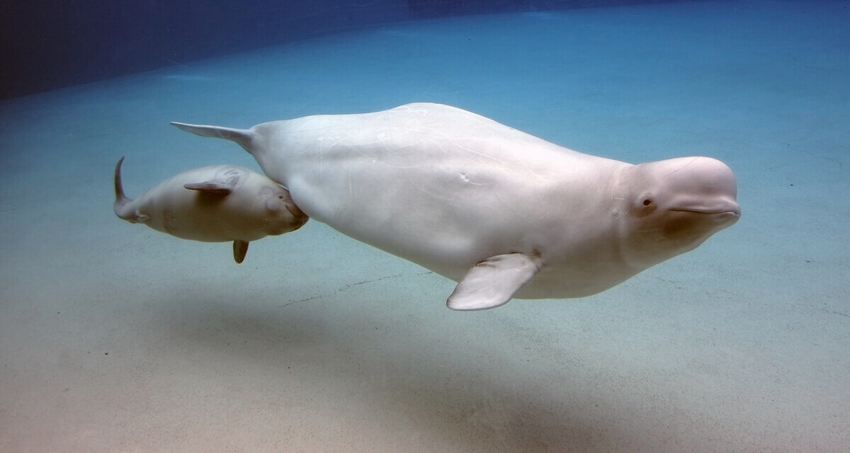 Una ballena beluga con su cría bajo del mar.