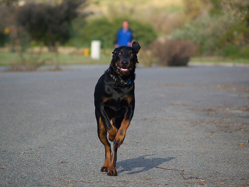 Perro black and tan coonhound corriendo