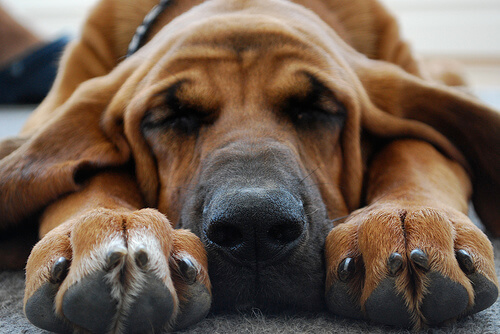 Perro bloodhound durmiendo