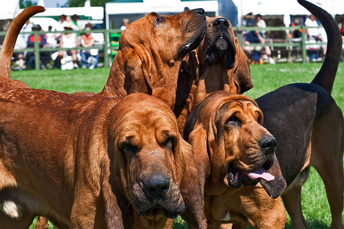 Bloodhounds juntos