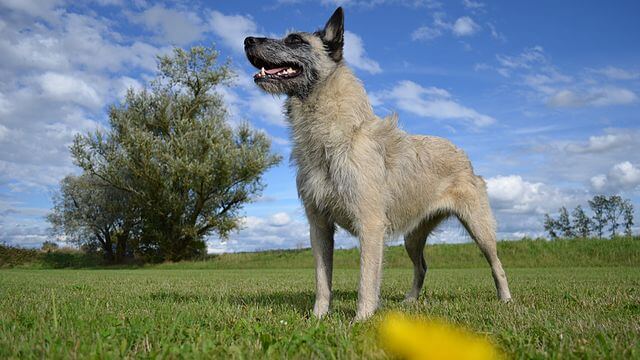 Perro boyero de las ardenas en el campo