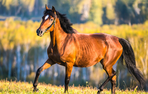 Caballo galopando