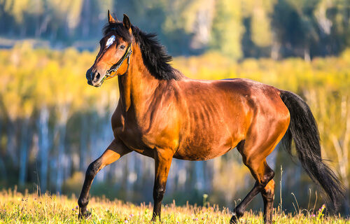 Los síntomas de buena salud en un caballo