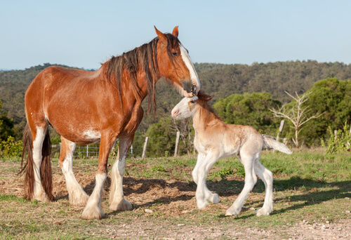Caballo clydesdale con su cria