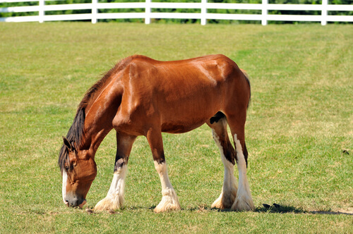Caballo cysdesdale pastando