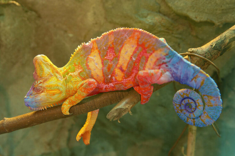 Los 40 animales más raros del mundo