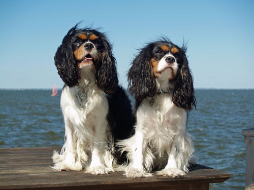 Cavalier King Charles: conoce todo sobre esta raza Cavalier King Charles: conoce todo sobre esta raza