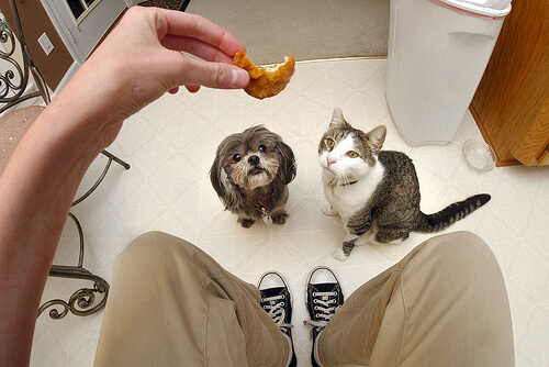 ¿Es diferente lo que comen gatos y perros?