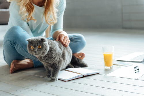 Gato en casa con su dueña