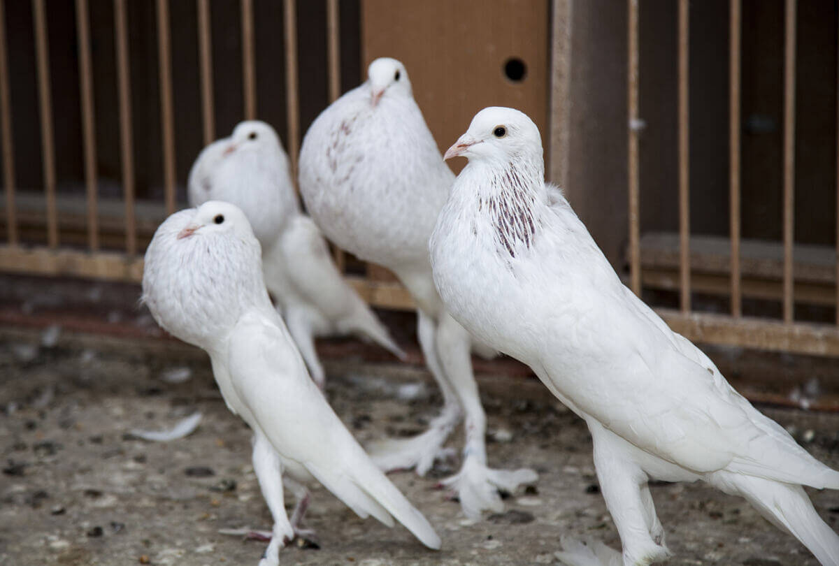 Varias palomas de la especie buchoncho inglés fuera de una jaula. 