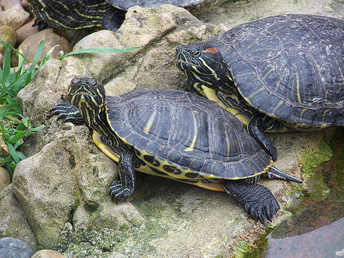 Dos tortugas en una piedra