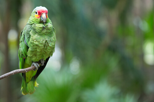Green parrot sitting on a branch