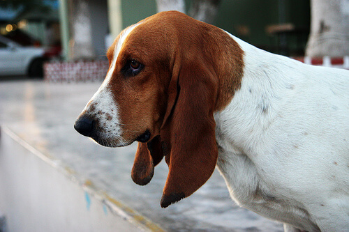 Cómo cuidar a un perro sordo