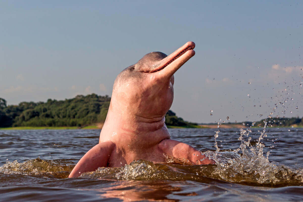 Delfín rosa del Amazonas saliendo del agua para respirar. 