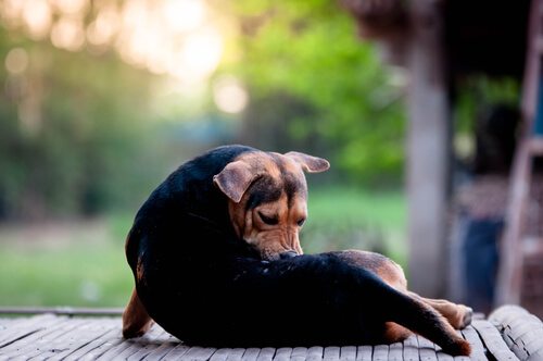 Dermatitis acral en perros