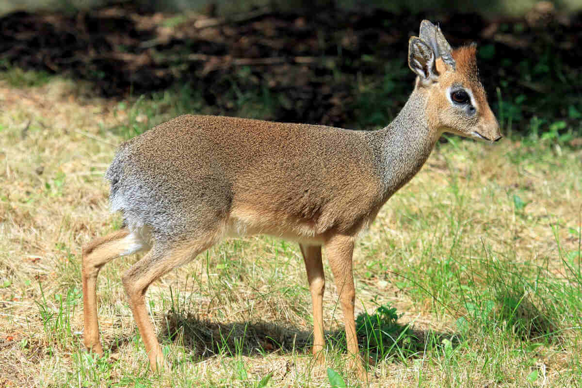 Dik- dik tranquilo en la selva viendo hacia el horizonte. 