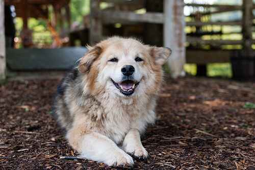 Displasia de cadera en perros: qué es y cómo se trata