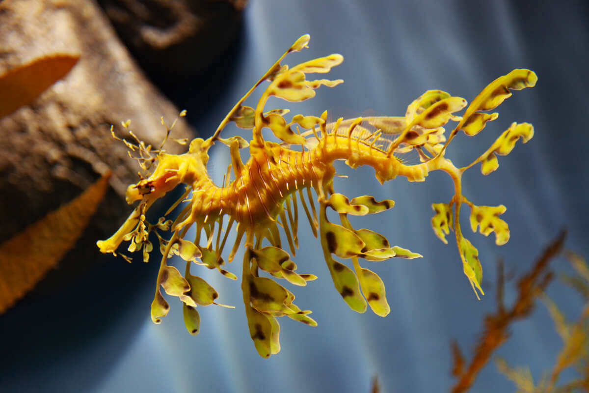 Dragón de mar, animales exóticos.