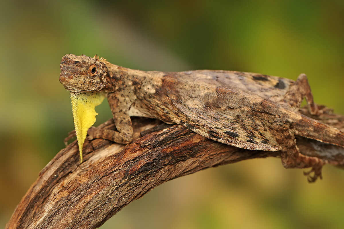 Dragón volador posando en una rama del árbol.