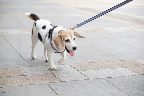 El azufre y los perros, ¿un remedio o un peligro?