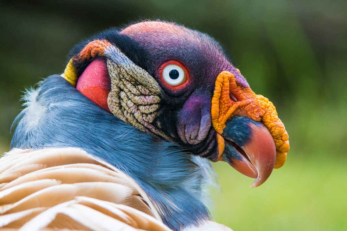 Cabeza del buitre real muy cerca de la cámara con colores vistosos en su rostro. 