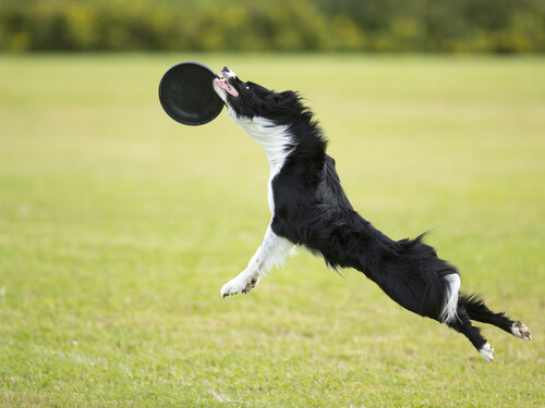 Juegos en el parque: el Disc Dog