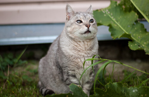 Enfermedades de gatos mayores
