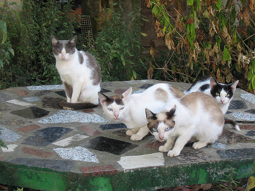 Guía para entender a los gatos
