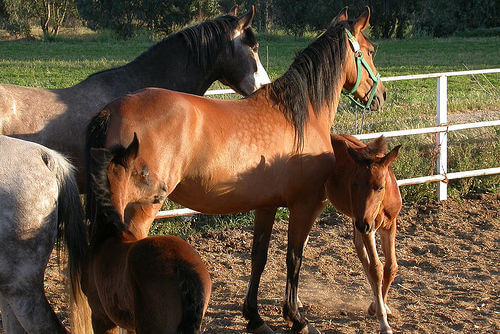 ¿Cómo acondicionar el espacio para tu caballo?