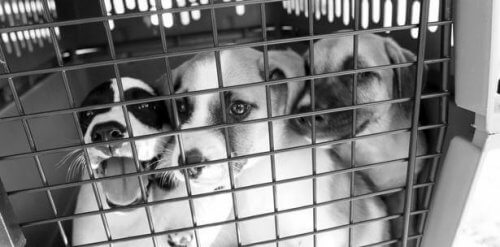 Hay esperanza de vida para estos perros abandonados