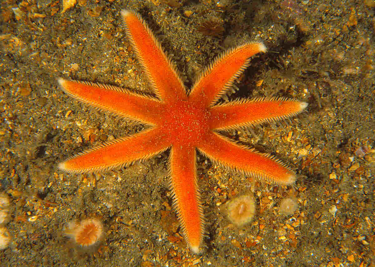 Estrella de siete brazos descansando en la arena del mar.