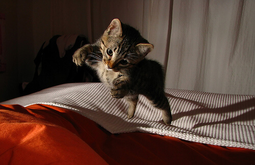 Los gatos sobreviven a caídas