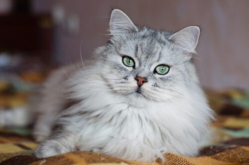 ¿Por qué los gatos tienen mala fama?