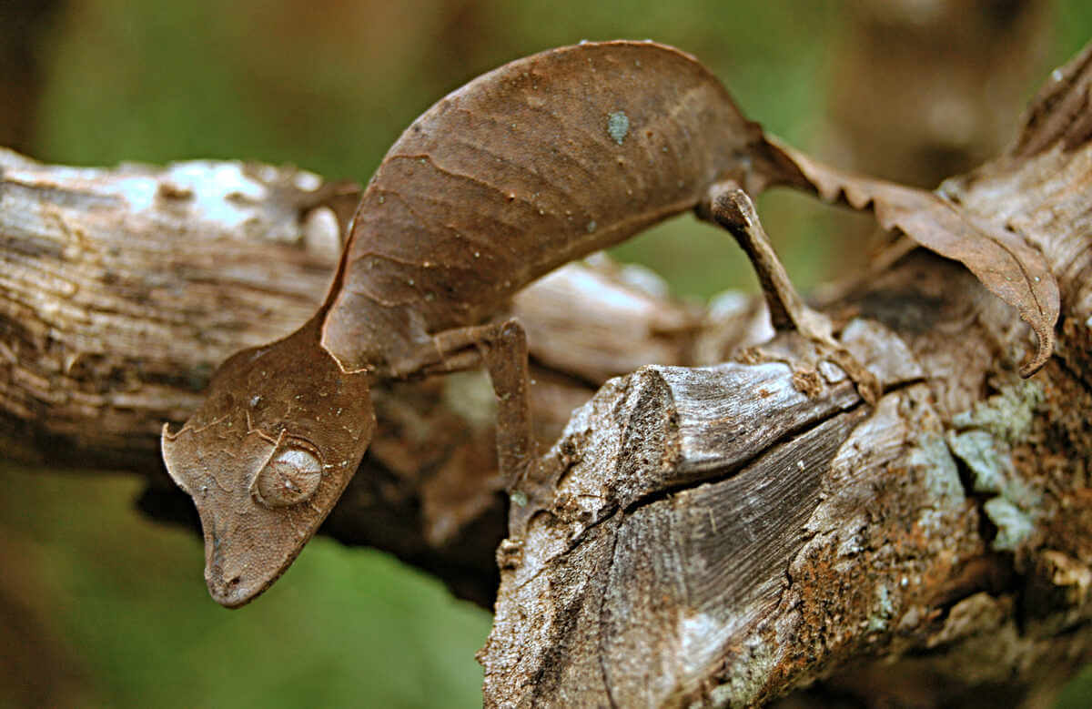 Gecko cola de hoja camuflándose en un tronco de árbol.
