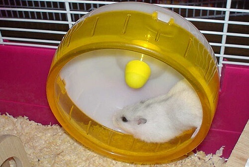 Hamster en una rueda