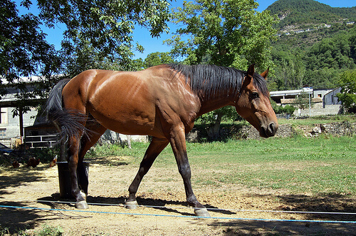 El herrado de un caballo sin riesgos