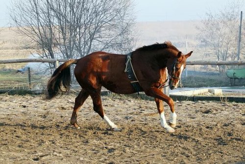 Holsteiner, la elegancia personificada en un caballo