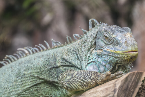 Iguane au repos.