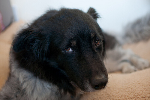 ¿Qué es la ehrliquiosis canina? ¿Qué es la ehrliquiosis canina?