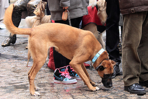 las-multas-y-tu-perro