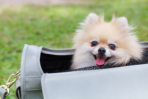 ¿Es buena idea llevar a tu perro en un bolso?