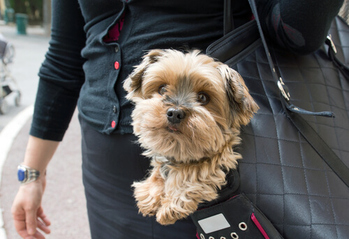 Llevar a tu perro en un bolso