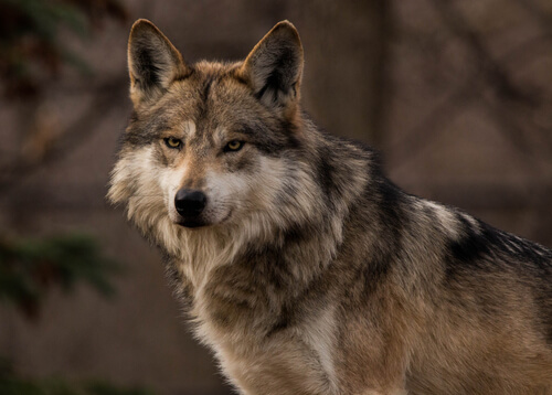 Lobo en el bosque