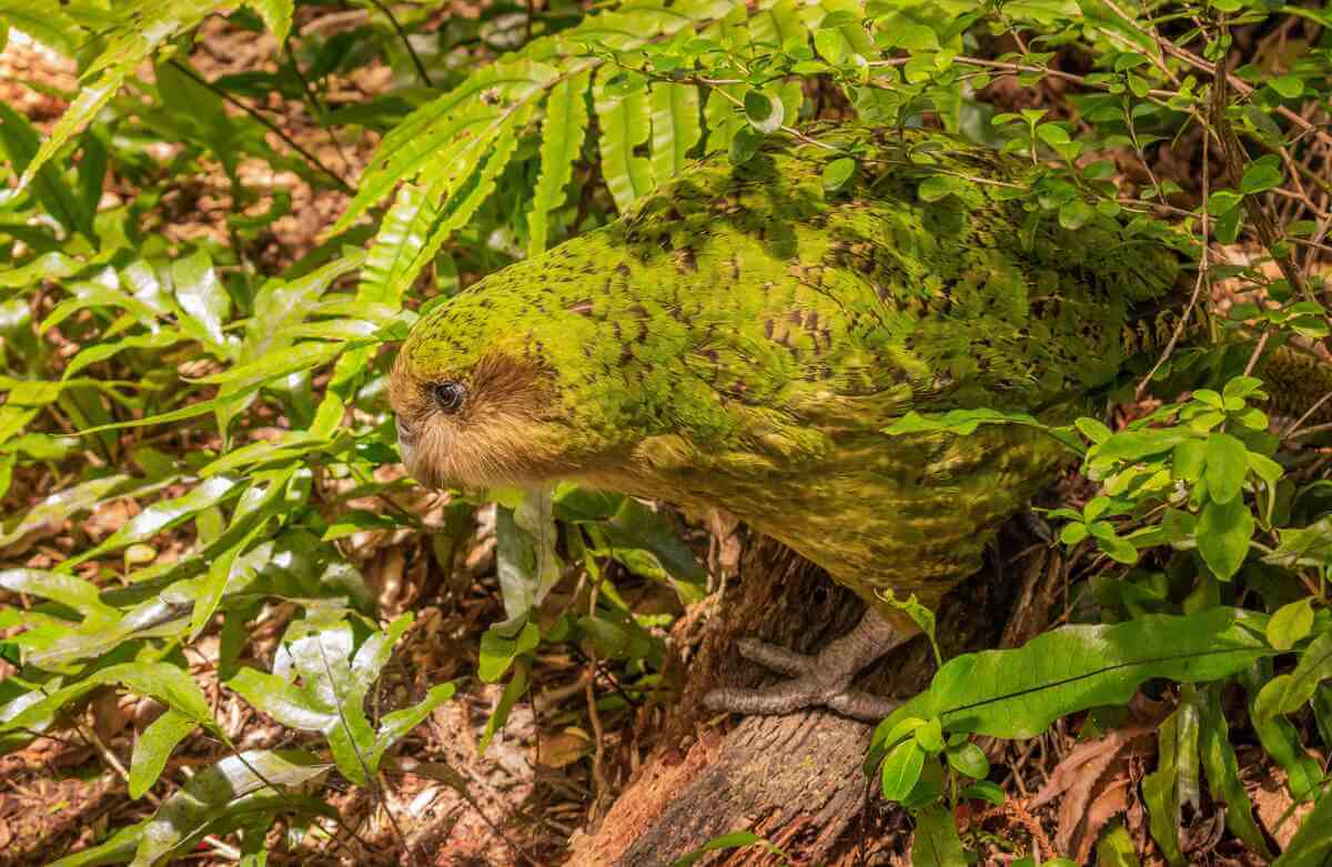 Loro kakapo caminando entre las ramas de las plantas.