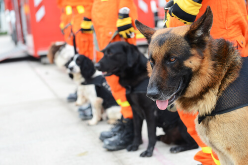 Entrenamiento de perros de rescate