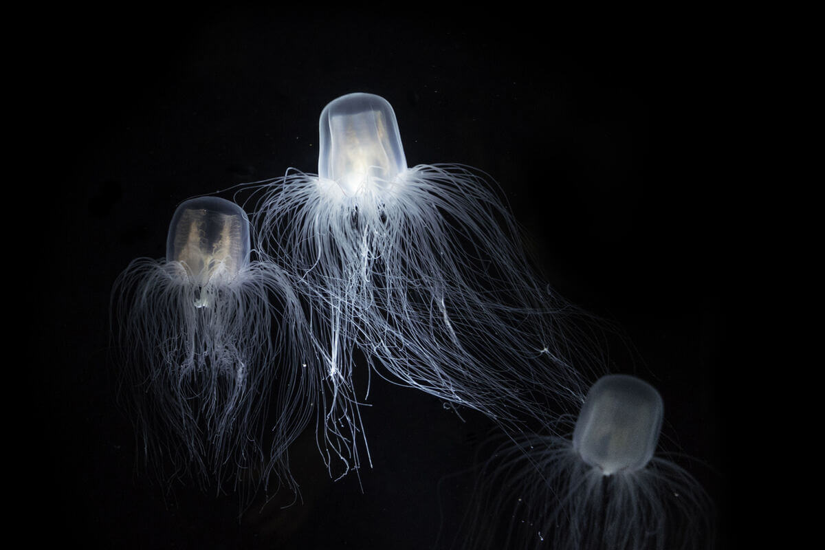 3 medusas inmortales flotando en el agua a profundidades.
